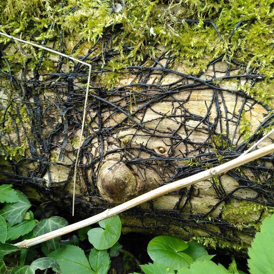 Armillaria: Mushroom in habitat Riparian forest in the NatureSpots App