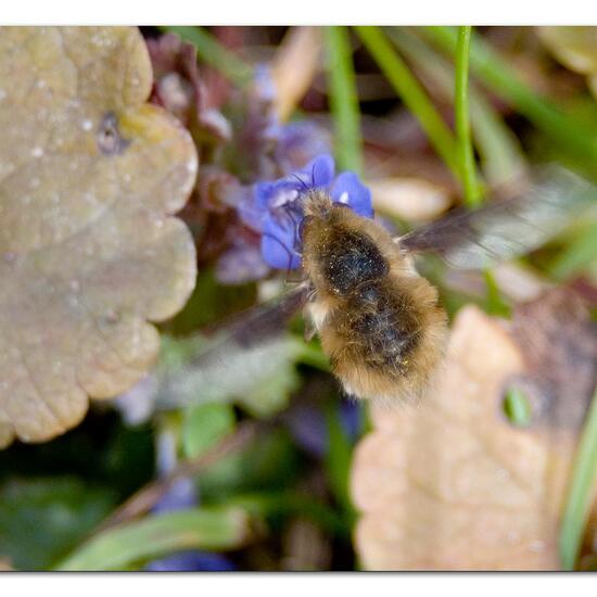 Bombylius major: Animal in habitat Backyard in the NatureSpots App