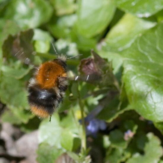 Bombus pascuorum: Animal in habitat Backyard in the NatureSpots App