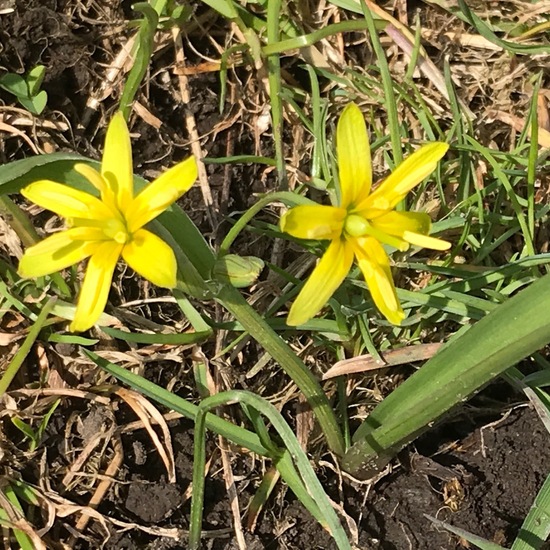 Gagea lutea: Plant in habitat Agricultural meadow in the NatureSpots App