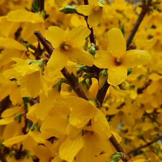 Forsythien: Pflanze in der Natur in der NatureSpots App