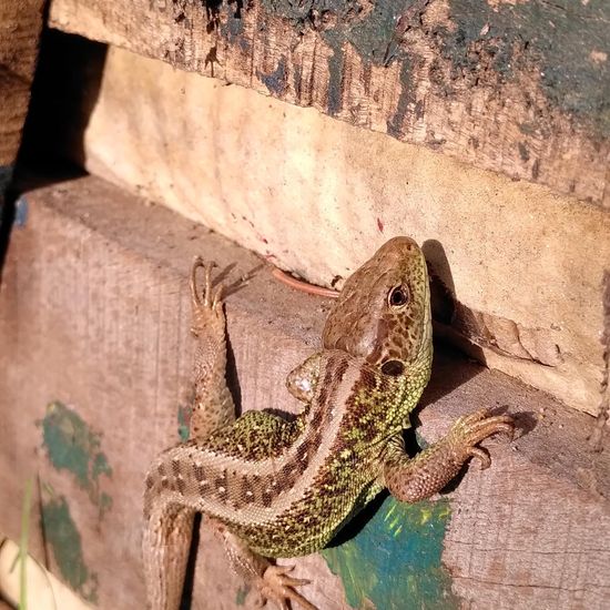 Sand lizard: Animal in habitat Garden in the NatureSpots App