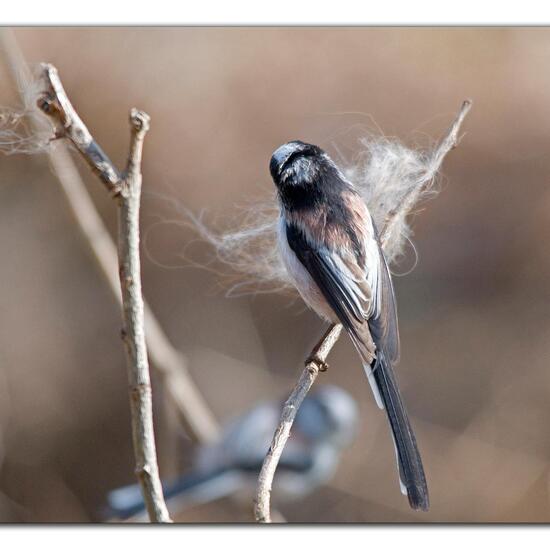 Schwanzmeise: Tier im Habitat Hinterhof in der NatureSpots App