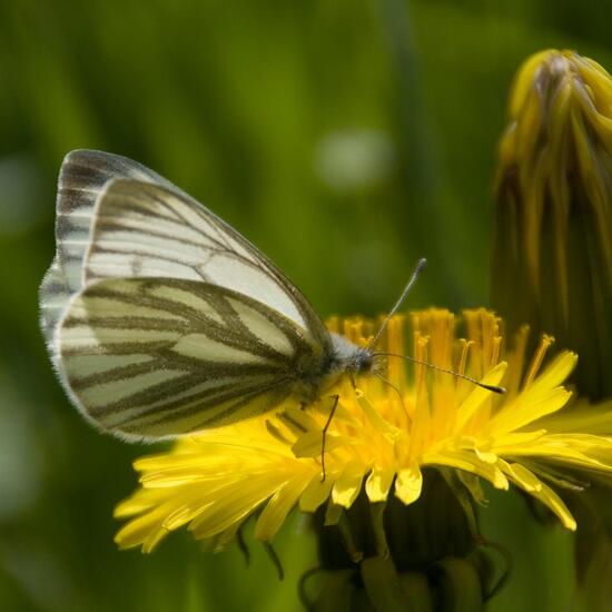 Rapsweißling: Tier in der Natur in der NatureSpots App