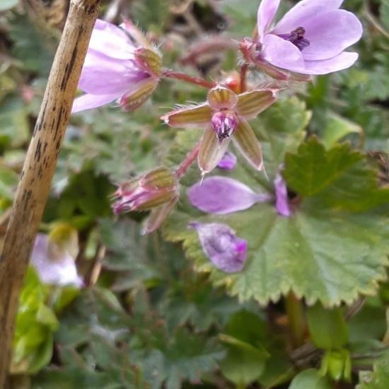 Erodium cicutarium: Plant in nature in the NatureSpots App