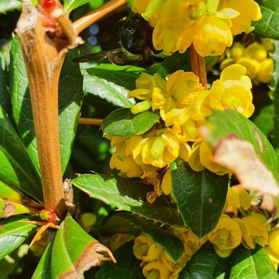 Berberis julianae: Plant in habitat Garden in the NatureSpots App