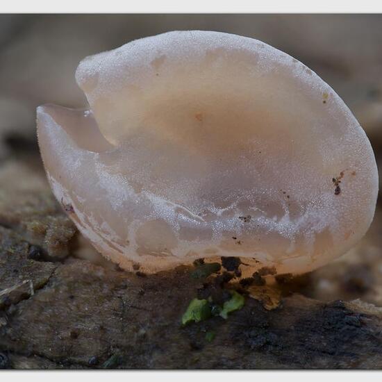 Neobulgaria pura: Mushroom in habitat Boreal forest in the NatureSpots App