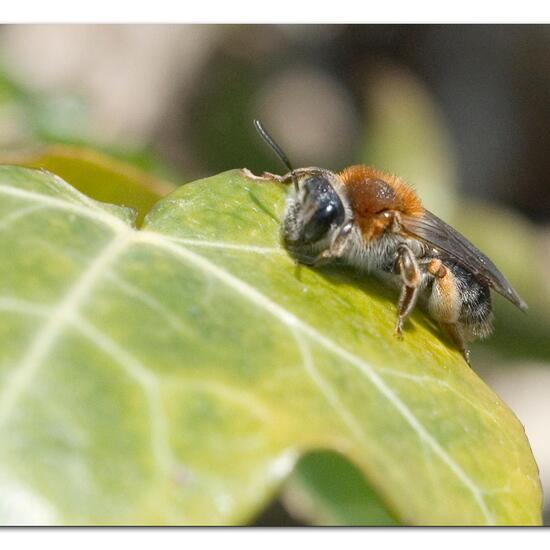 Rotschopfige Sandbiene: Tier im Habitat Garten in der NatureSpots App