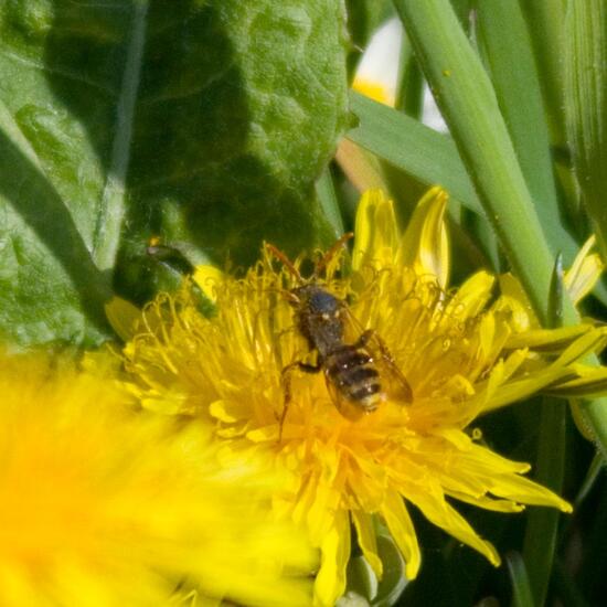 Nomada lathburiana: Animal in habitat Grassland in the NatureSpots App