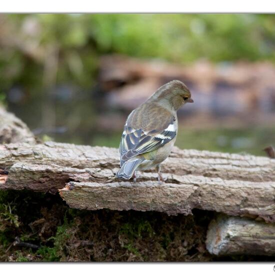 Buchfink: Tier im Habitat Wald in der NatureSpots App