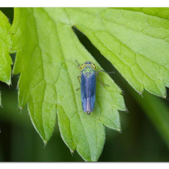 Cicadella viridis: Animal in habitat Semi-natural grassland in the NatureSpots App