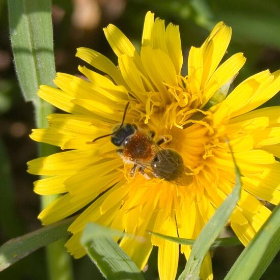 Rotschopfige Sandbiene: Tier im Habitat Halb-natürliches Grasland in der NatureSpots App