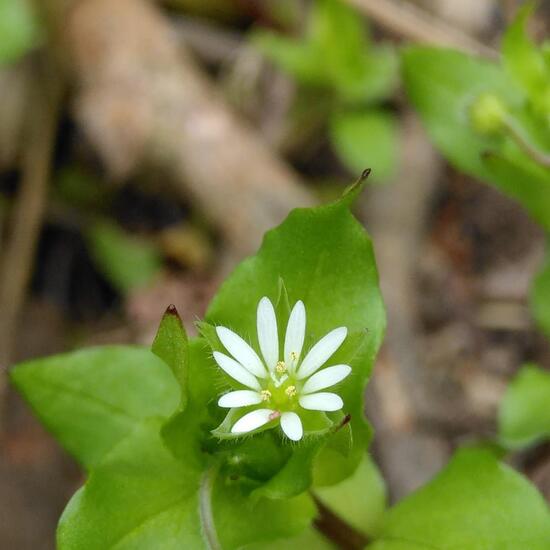 Common chickweed: Plant in habitat Riparian forest in the NatureSpots App