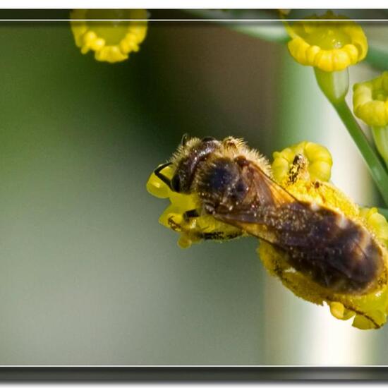 Halictus tumulorum: Tier im Habitat Garten in der NatureSpots App