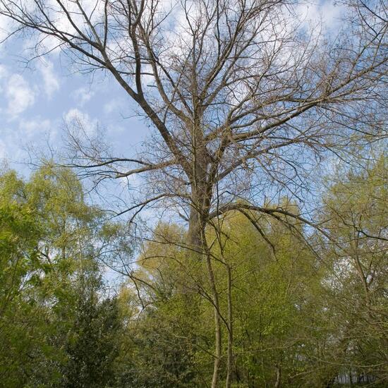 Landschaft: Stadt und Garten im Habitat Hinterhof in der NatureSpots App