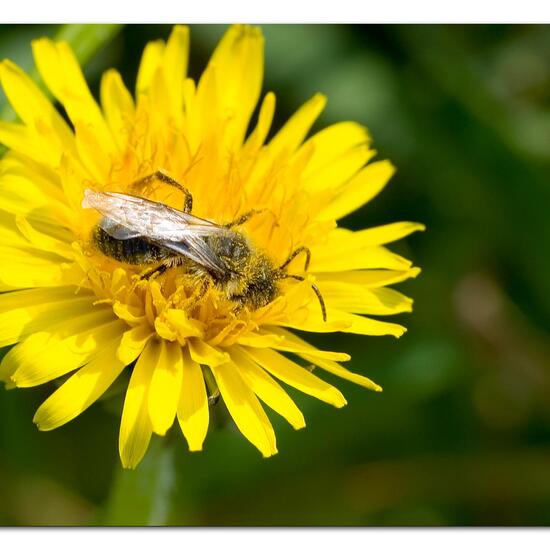 Weiden-Sandbiene: Tier in der Natur in der NatureSpots App