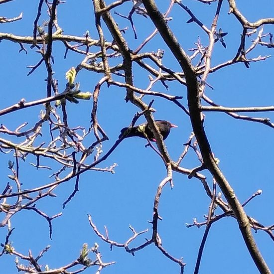 Amsel: Tier im Habitat Garten in der NatureSpots App