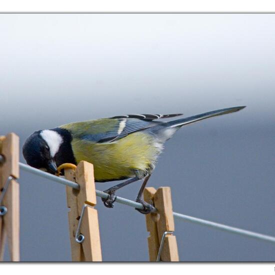 Kohlmeise: Tier im Habitat Garten in der NatureSpots App