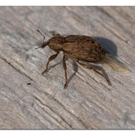 Philopedon plagiatus: Animal in habitat Garden in the NatureSpots App