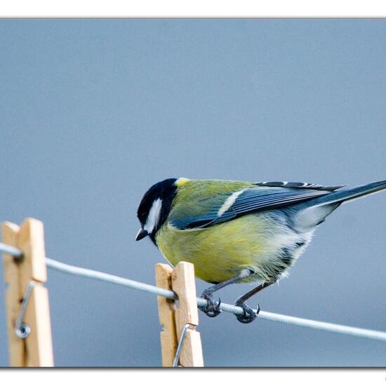 Great Tit: Animal in habitat Garden in the NatureSpots App