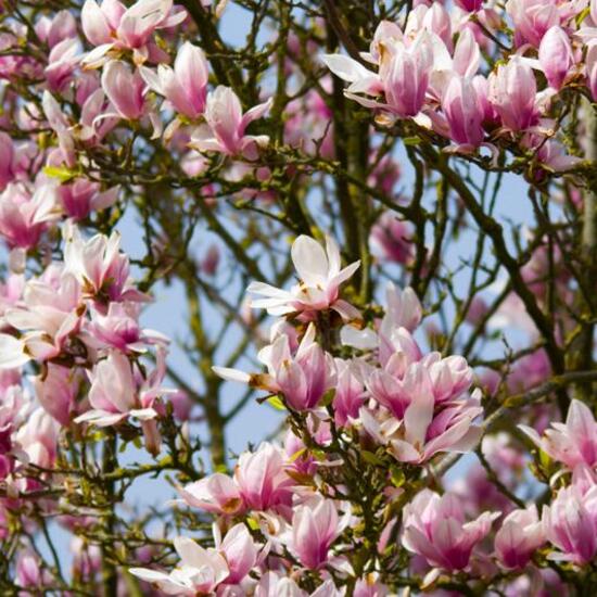 Magnolia primigenia: Pflanze im Habitat Gartenkultur in der NatureSpots App