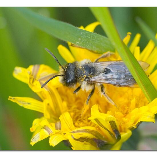 Weiden-Sandbiene: Tier im Habitat Halb-natürliches Grasland in der NatureSpots App