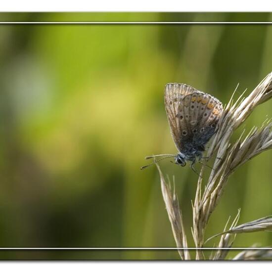 Aricia agestis: Animal in habitat Semi-natural grassland in the NatureSpots App