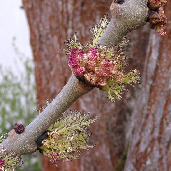 Gemeine Esche: Pflanze im Habitat Anderes Stadthabitat in der NatureSpots App