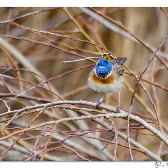 Bluethroat: Animal in habitat Pond in the NatureSpots App