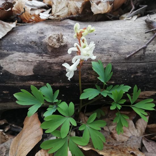 Hohler Lerchensporn: Pflanze im Habitat Wald der gemäßigten Breiten in der NatureSpots App