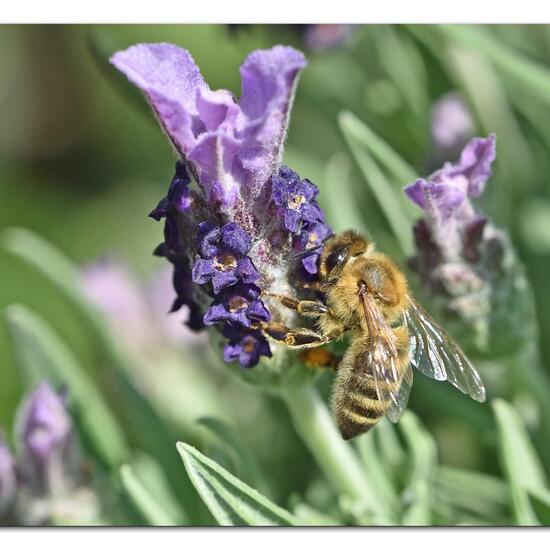 Westliche Honigbiene: Tier im Habitat Garten in der NatureSpots App