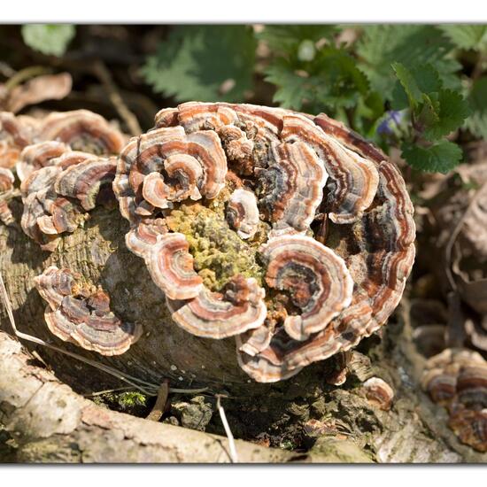 Trametes versicolor: Mushroom in habitat Forest in the NatureSpots App