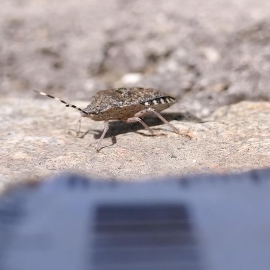 Graue Gartenwanze: Tier im Habitat Strasse/Verkehr in der NatureSpots App