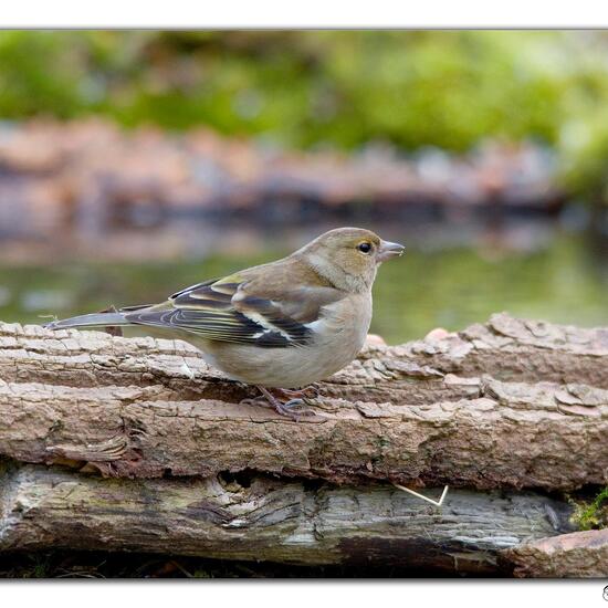 Buchfink: Tier in der Natur in der NatureSpots App