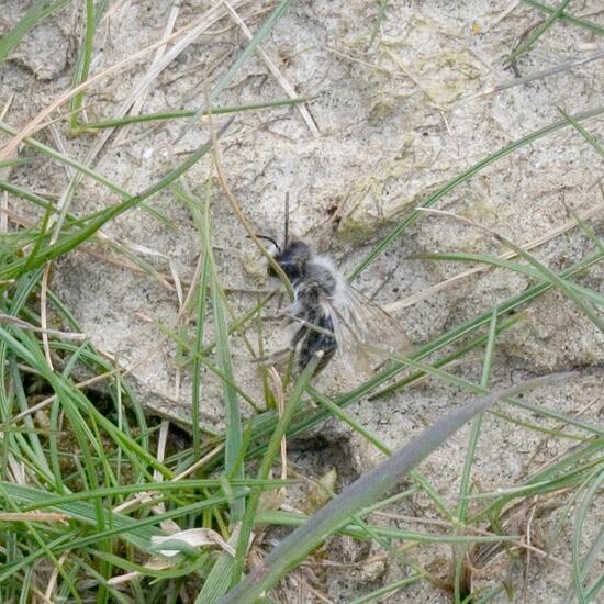 Weiden-Sandbiene: Tier im Habitat Ackerrandstreifen in der NatureSpots App