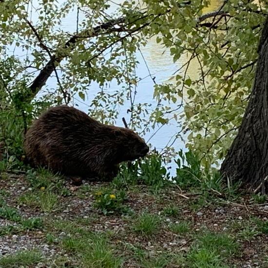 Eurasian Beaver: Animal in habitat Artificial freshwater in the NatureSpots App