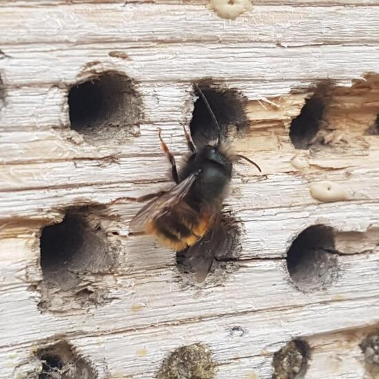 Osmia cornuta: Animal in habitat Park in the NatureSpots App