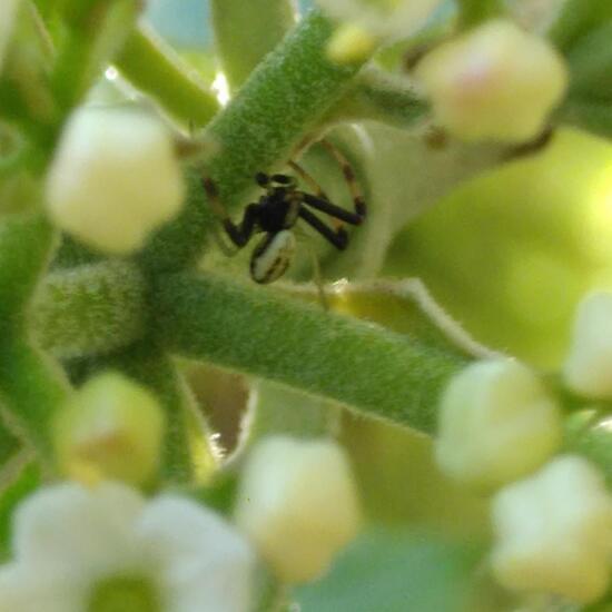 Veränderliche Krabbenspinne: Tier im Habitat Garten in der NatureSpots App