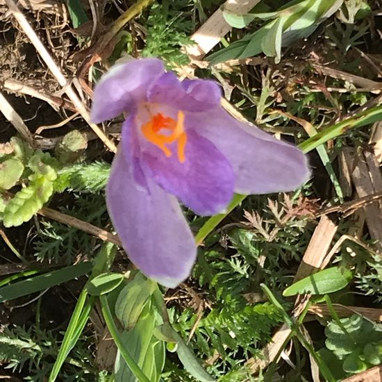 Frühlings-Krokus: Pflanze im Habitat Landwirtschaftliche Wiese in der NatureSpots App