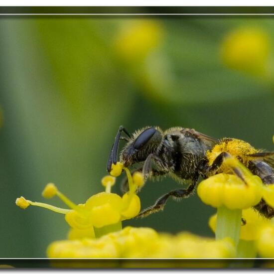 Halictus tumulorum: Animal in habitat Garden in the NatureSpots App