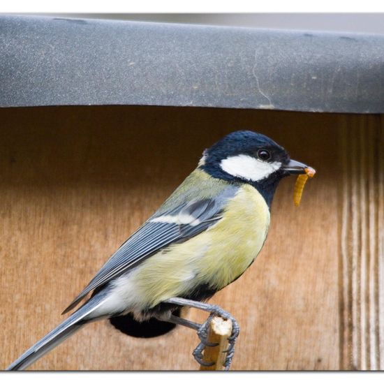 Great Tit: Animal in nature in the NatureSpots App