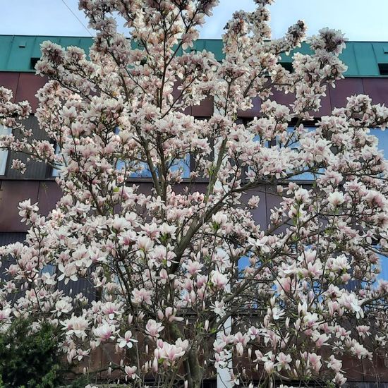 Magnolien: Pflanze im Habitat Stadt und Garten in der NatureSpots App