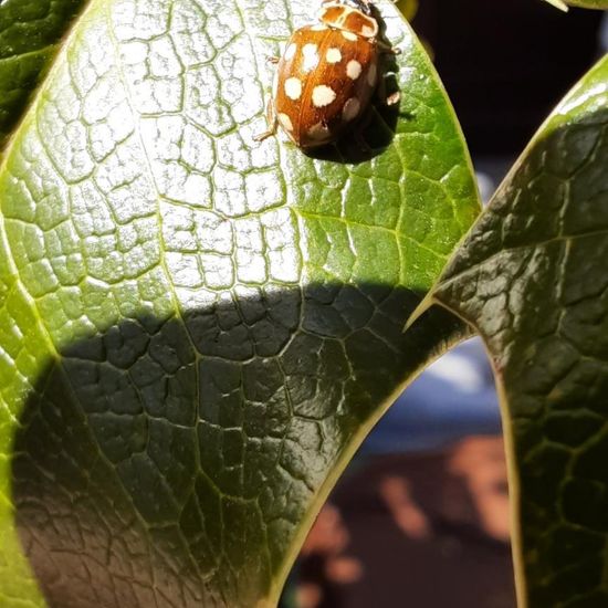 Vierzehntropfiger Marienkäfer: Tier in der Natur in der NatureSpots App