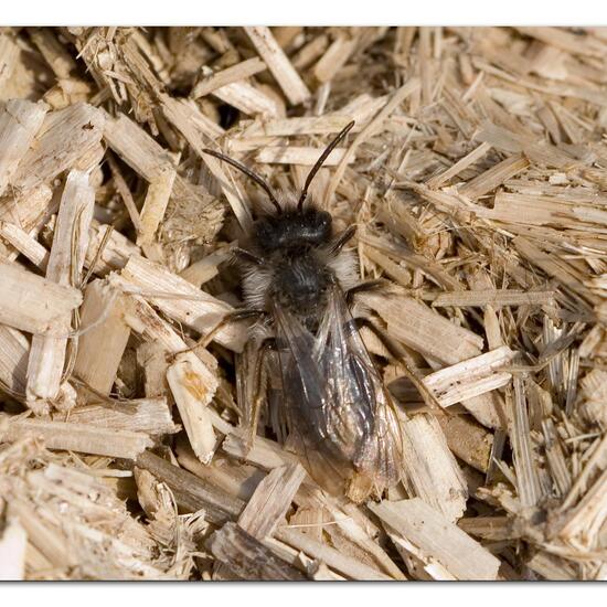 Andrena vaga: Animal in habitat Semi-natural grassland in the NatureSpots App