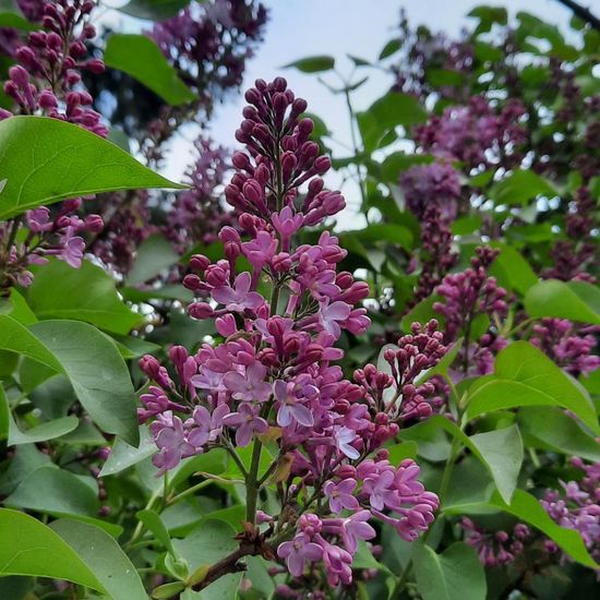 Syringa: Plant in nature in the NatureSpots App