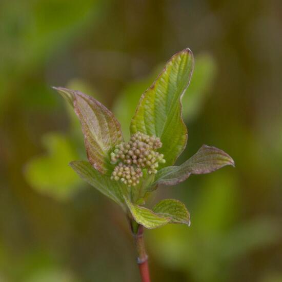 Landscape: Grassland and Shrub in habitat Semi-natural grassland in the NatureSpots App