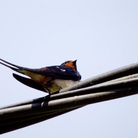 Barn Swallow: Animal in habitat Grassland in the NatureSpots App