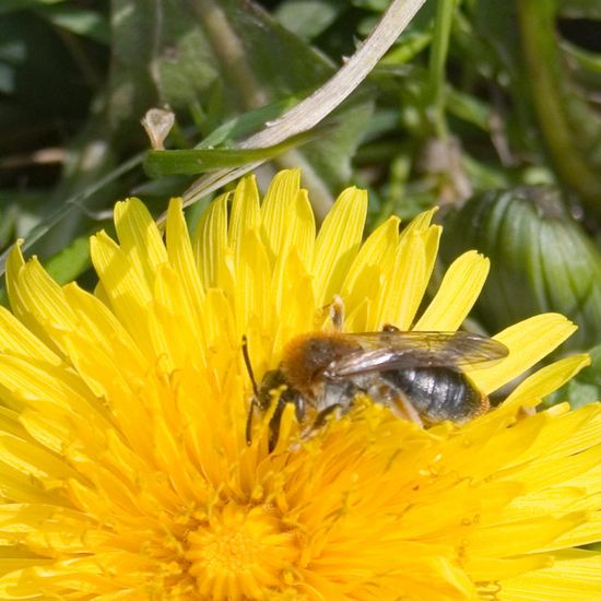 Rotschopfige Sandbiene: Tier im Habitat Halb-natürliches Grasland in der NatureSpots App