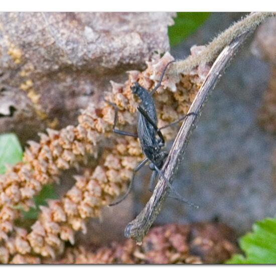 Penthetria funebris: Tier im Habitat Grasland und Büsche in der NatureSpots App