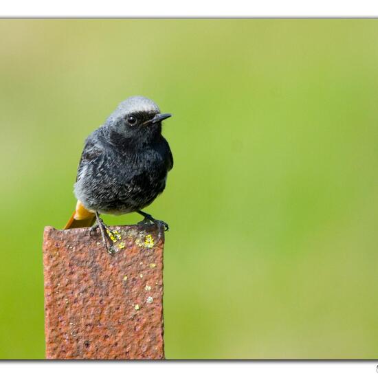 Black Redstart: Animal in habitat Backyard in the NatureSpots App